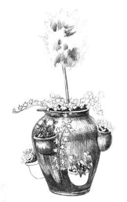 院内植物花卉素描画法步骤06