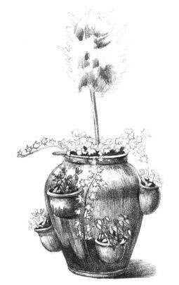 院内植物花卉素描画法步骤07