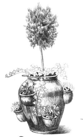 院内植物花卉素描画法步骤08