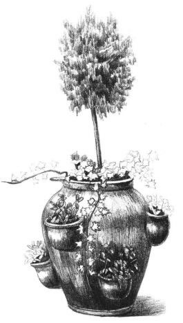 院内植物花卉素描画法步骤09