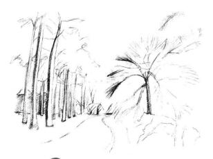 植物公园素描画法步骤04