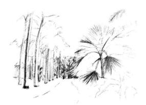 植物公园素描画法步骤05