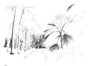 植物公园素描画法步骤06