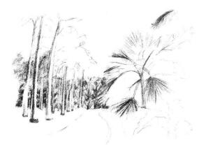植物公园素描画法步骤07