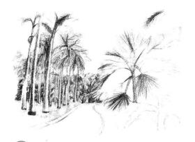 植物公园素描画法步骤08