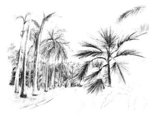 植物公园素描画法步骤09