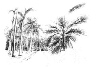 植物公园素描画法步骤11