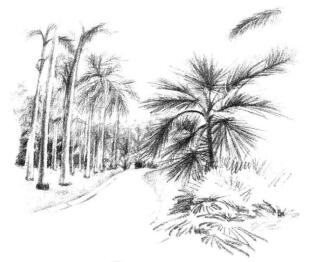 植物公园素描画法步骤12
