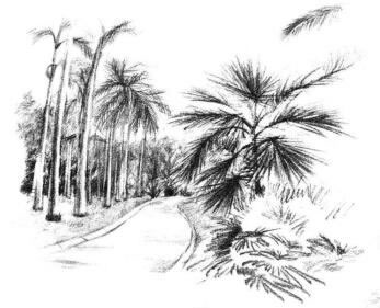 植物公园素描画法步骤12