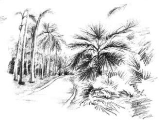 植物公园素描画法步骤14