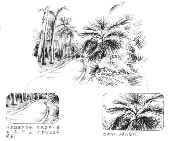 植物公园素描画法