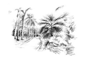 植物公园素描画法