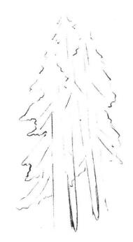 银杉树素描画法步骤01