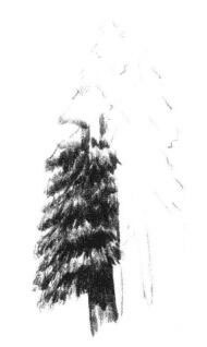 银杉树素描画法步骤02