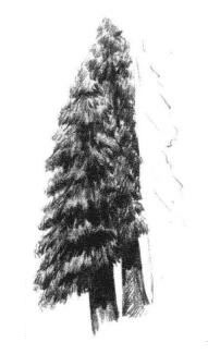 银杉树素描画法步骤03