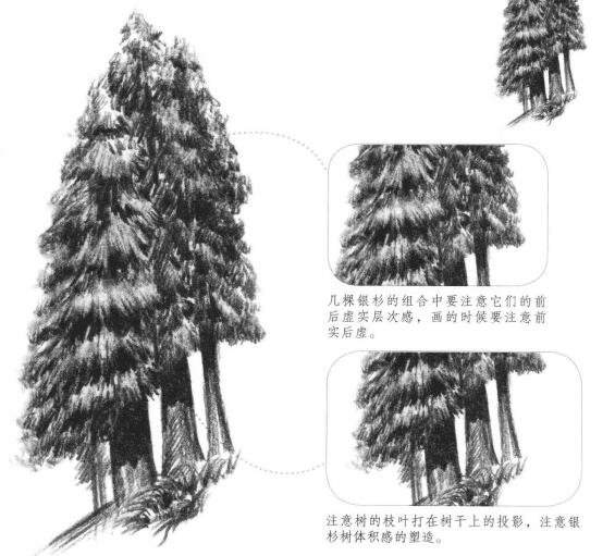银杉素描画法