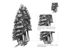 银杉素描画法