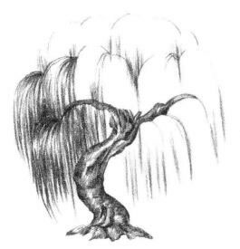 柳树素描画法步骤03