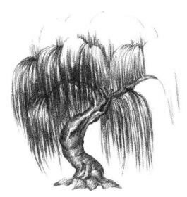 柳树素描画法步骤04