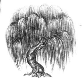 柳树素描画法步骤05