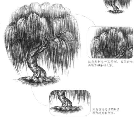 柳树素描画法