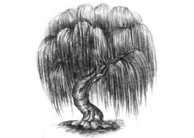 柳树素描画法