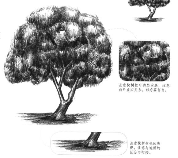 槐树素描画法