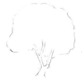 槐树素描画法步骤01