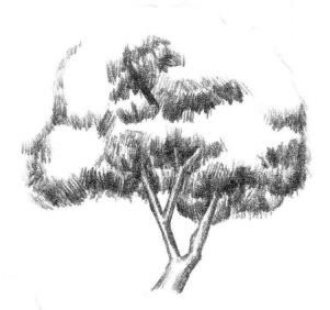 槐树素描画法步骤02