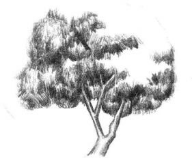 槐树素描画法步骤03