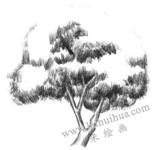 槐树素描画法步骤04