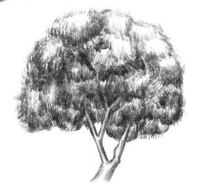 槐树素描画法步骤05