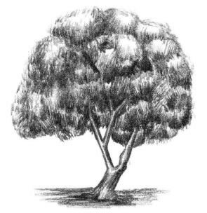 槐树素描画法步骤06