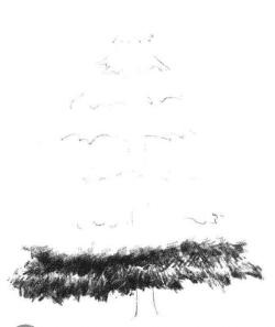 圣诞树素描画法步骤02