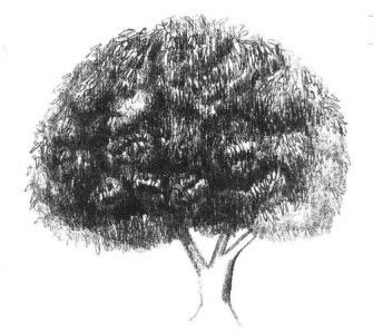 冬青树素描画法步骤05