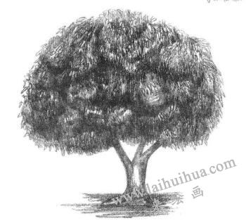 冬青树素描画法步骤06