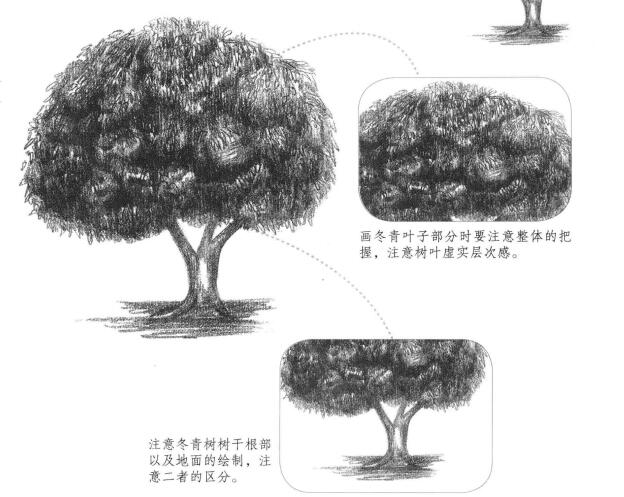 冬青树素描画法