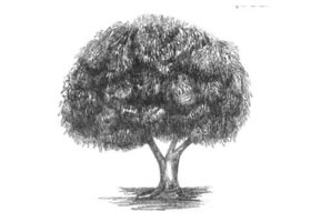 冬青树素描画法