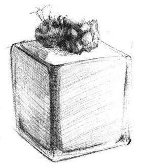 仙人掌素描画法步骤03