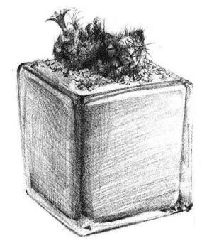 仙人掌素描画法步骤06