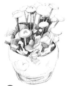 小盆栽雏菊素描画法步骤03