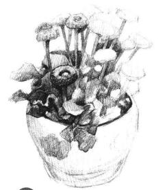 小盆栽雏菊素描画法步骤04