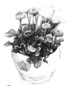 小盆栽雏菊素描画法步骤05