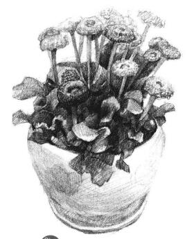 小盆栽雏菊素描画法步骤06