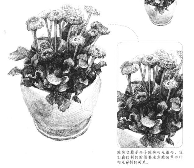 雏菊素描画法
