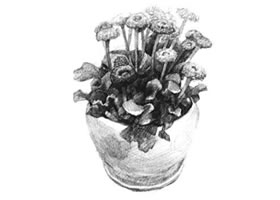 雏菊素描画法