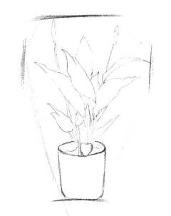 小盆栽白掌素描画法步骤02