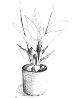 小盆栽白掌素描画法步骤03