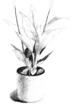 小盆栽白掌素描画法步骤04
