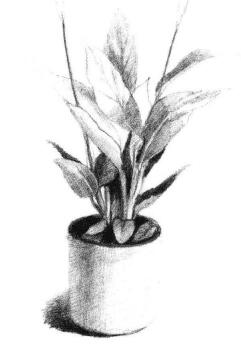 小盆栽白掌素描画法步骤05